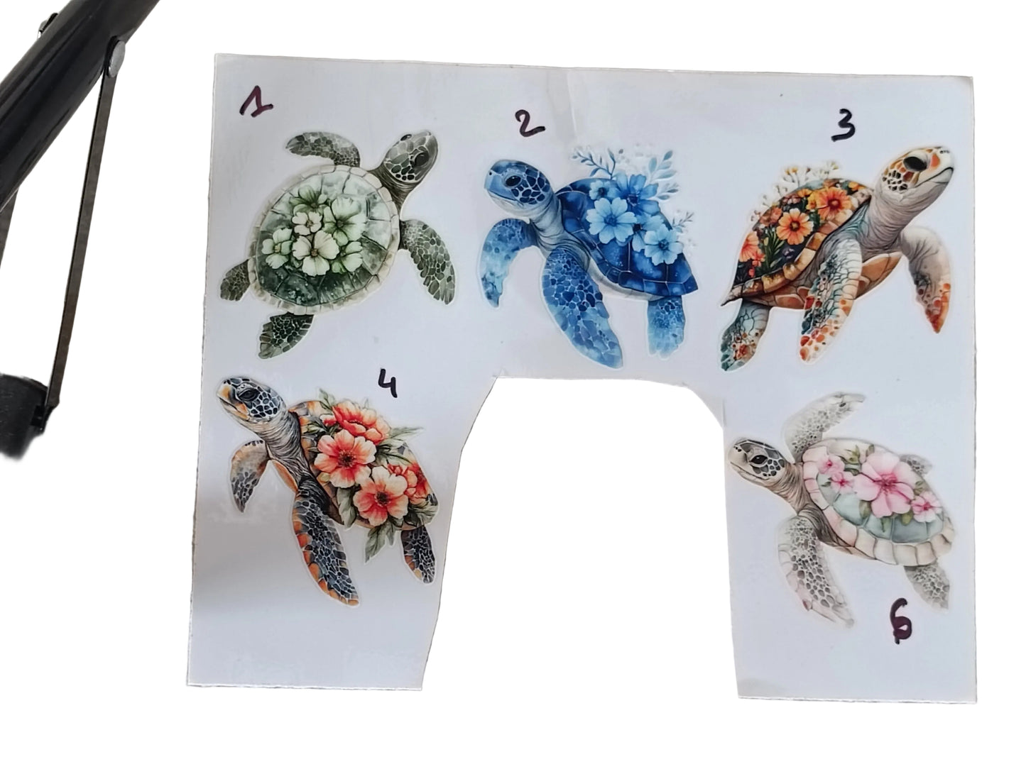 Tortues 1