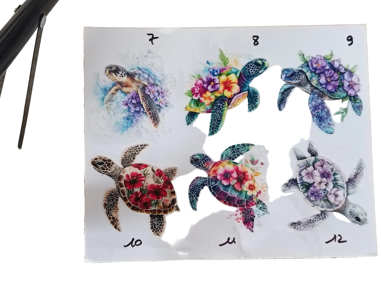 Tortues 1